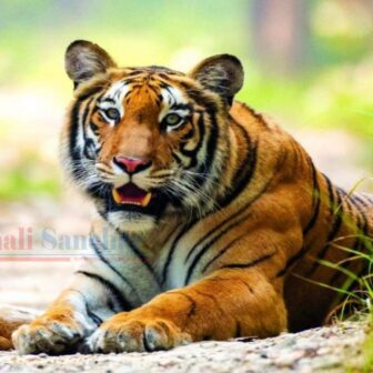 बस्ती नजिक जंगलमा बाघ देखिन थाल्यो, सुरक्षित रहन वन कार्यालयको आग्रह