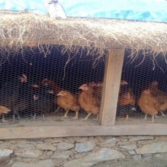 मुगुका ज्येष्ठ नागरिक कुखुरापालनमा आकर्षित