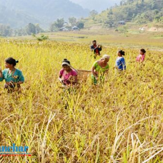 बालीपौष्टिकता र पर्यावरणीय हिसाबले एक नम्बरमा कोदो