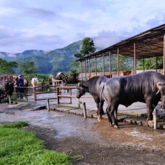 यस कारण विशेष छ मुर्रा राँगा
