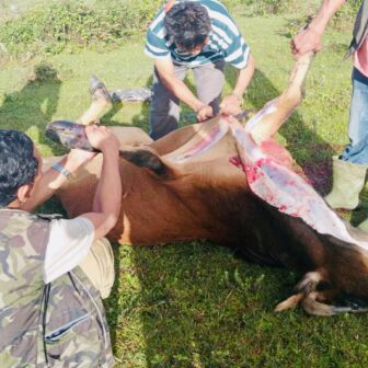 गोरु काटेर सामुहिक भोज खाएको आरोपमा चार जना पक्राउ