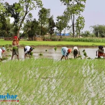 मोरङको रतुवामाई क्षेत्रमा काम एउटै तर, महिला र पुरुषमा ज्याला फरक