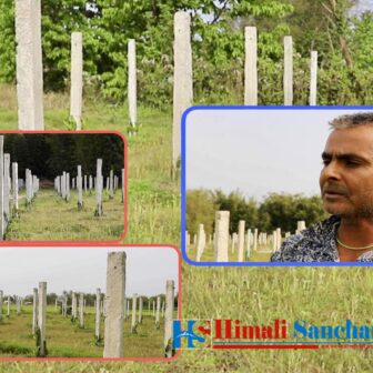 मोरङ रतुवामाई नगरका युवाहरु ड्राईगन फुट व्यवसायमा आकर्षित