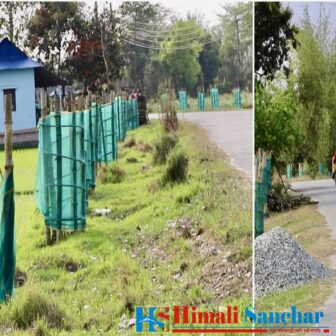मोरङको रतुवामाई नगरपालिकाको सडकको दाया-वायामा रोपिएका विरुवा संरक्षण भएन