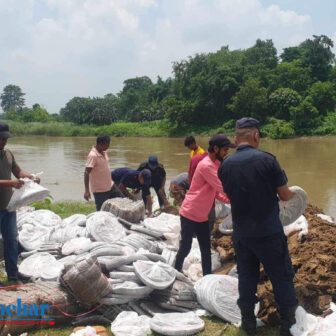 मोरङको रंगेली प्रहरीद्वारा १५ सय केजी गाँजा नष्ट