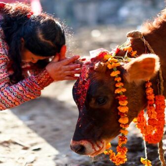 तिहारको चौँथो दिन आज गोरु, गोवर्द्धन र हली पूजा !