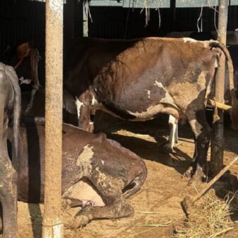 साउदी र सिंगापुरमा ७ वर्ष रोजगारी गरेका कुमार अहिले गाउँमै दूध बेचेर कमाउँछन् वार्षिक ३० लाख