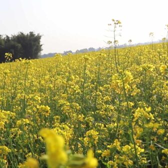 तराईमा ताेरीखेती गर्ने कृषकहरु उत्साहित