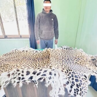 चितुवाको छालासहित युवक पक्राउ