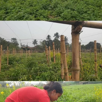 स्वदेशमै केही गरौँ भने पनि पुनः विदेश जान बाध्यता बन्दै