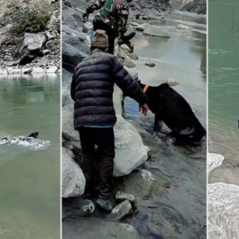 गाईमाथि ढुंगा प्रहारको घटना संसदमा छलफल, कडा छानबिनको माग