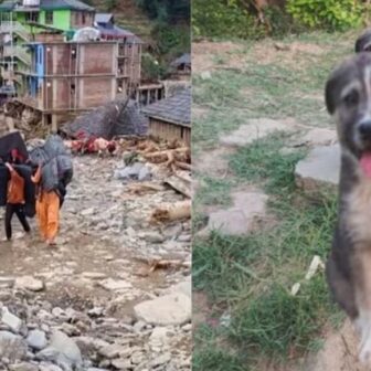 हिमाचलमा कुकुरले बचायो ६७ जनाको ज्यान