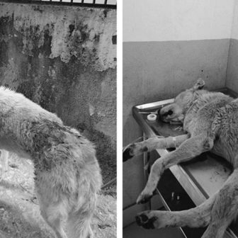 लोकन्थलीमा सडक कुकुरको बहादुरी, चोरी रोक्दै ज्यान जोखिममा