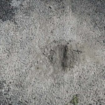 ठेक्केदारको हालीमुहाली, सम्बन्धित निकाय मौन