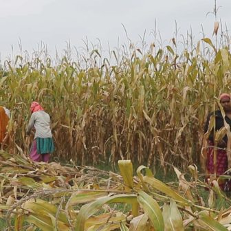 खेतभरि मकै, किसानको अनुहारमा चिन्ता