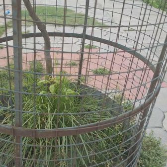 गोडमेल अभावमा वृक्षारोपणका बिरुवा झारले ढाकिए
