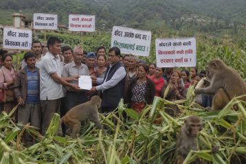 उत्तरी धादिङमा बाँदर आतंकः किसान भन्छन्– अब खेती गरेर खानै गाह्रो भयो?