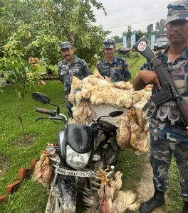 भारतबाट अवैध रूपमा ल्याइँदै गरेको ७० वटा ब्रोइलर कुखुरा बरामद