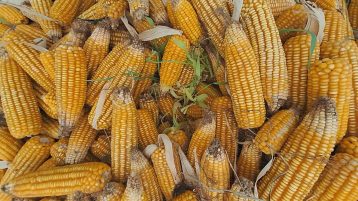 मकैको भाउ ओरालो, किसान र व्यापारी दुवै पीडित