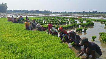 टनटलापुर धाममा धान रोपाइँको चटारो, किसान खेतमै व्यस्त