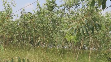 पोखराको सम्पत्ति बेचेर मोरङको बगर हराभरा बनाए, तर तटबन्धनमा सहयोग नपाएको उद्यमीको गुनासो
